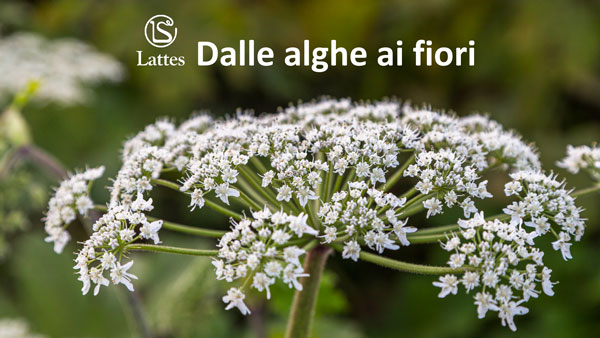 Dalle alghe ai fiori