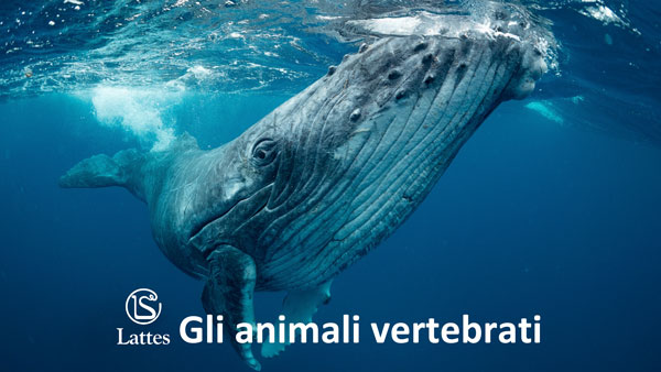 Gli animai vertebrati
