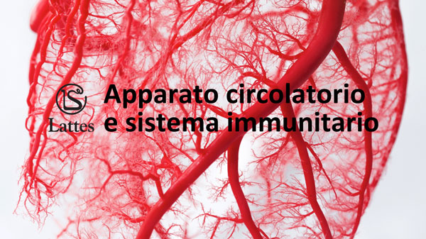 Apparato circolatorio