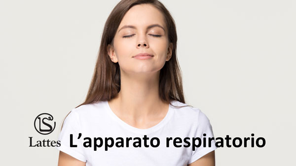 L'apparato respiratorio