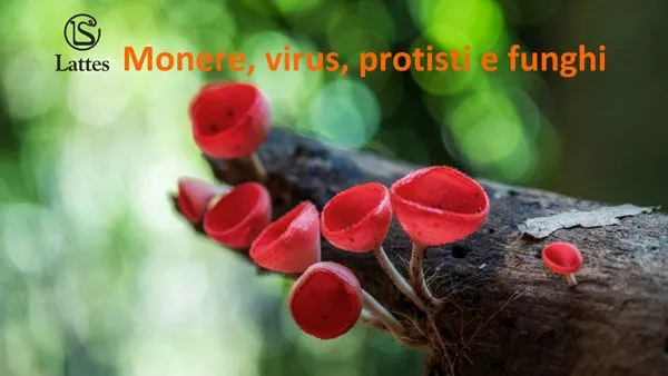 Monere, virus, protisti e funghi