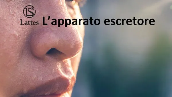 L'apparato escretore