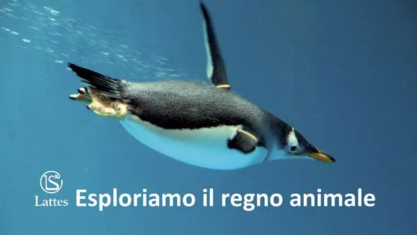 Esploriamo il regno animale