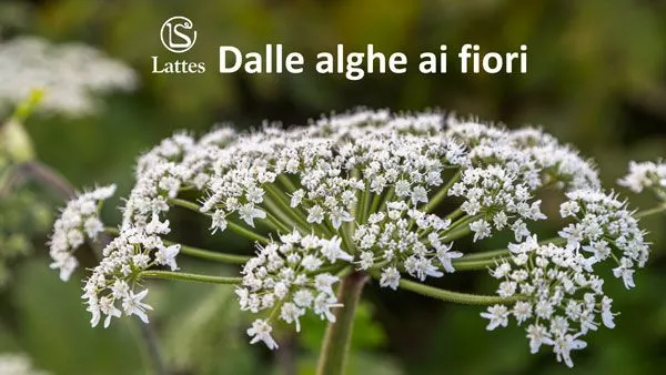 Dalle alghe ai fiori
