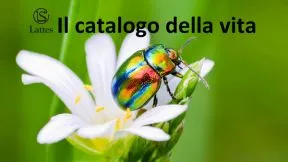 Il catalogo della vita