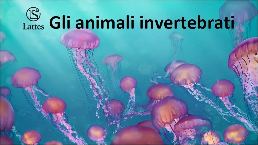 Gli animali invertebrati