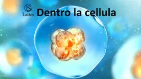 Dentro la cellula