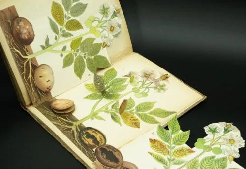 Libro botanica attes