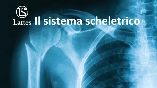 Il sistema scheletrico
