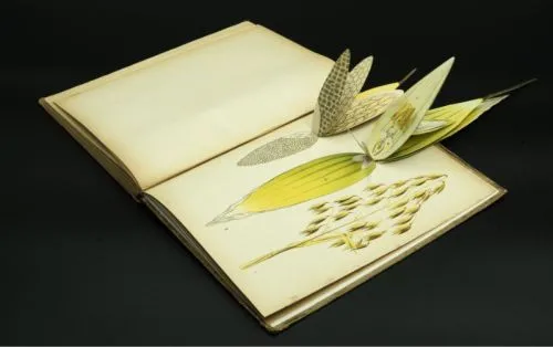 Libri animati botanica Lattes