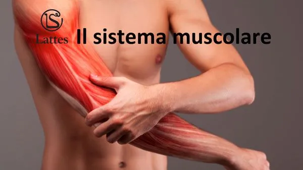 Il sistema muscolare