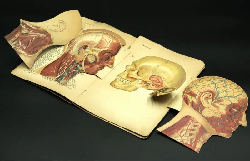 Libro Lattes anatomia 2