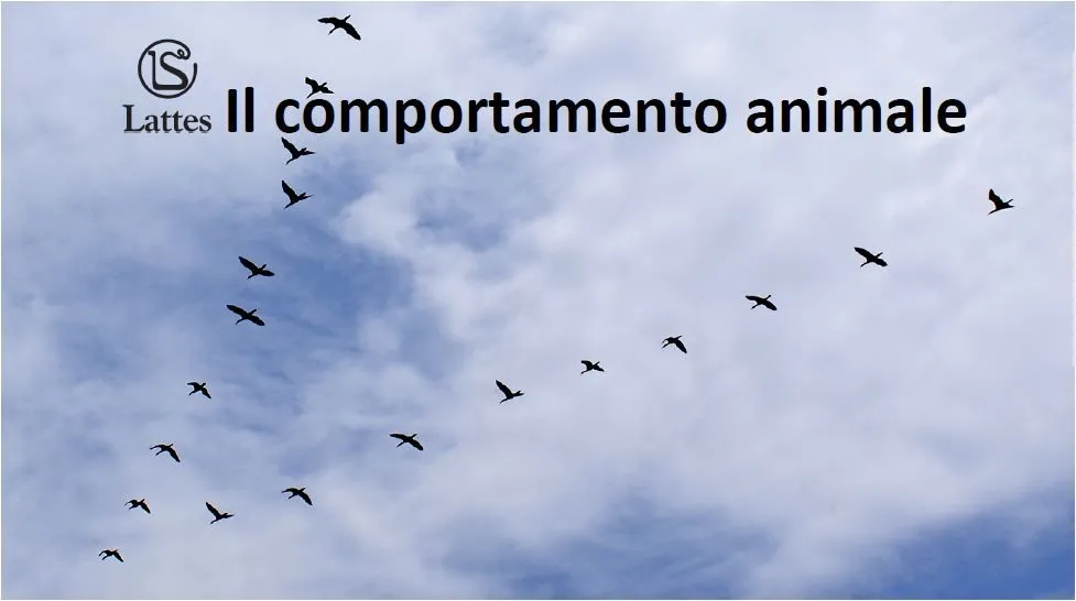 Il comportamento animale