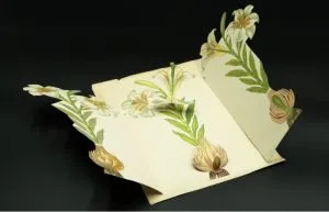 Libri animati botanica Lattes