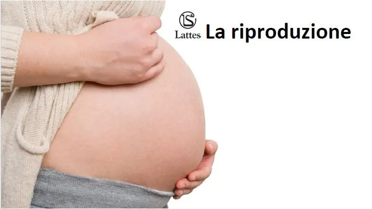 La riproduzione