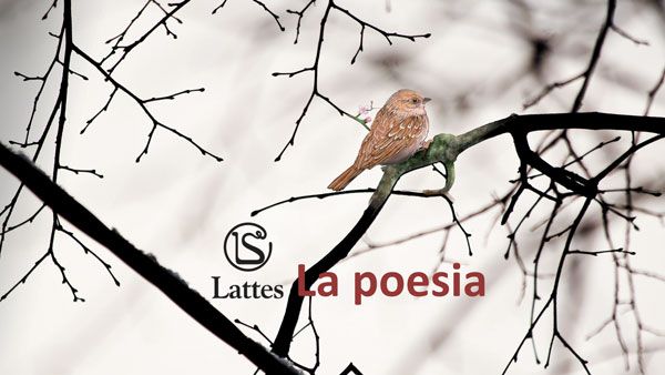 Immagine decorativa